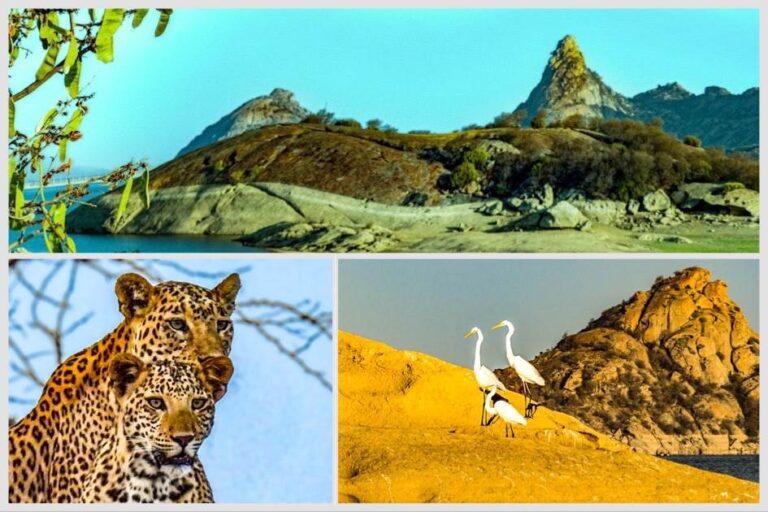 Jawai Leopard Safari