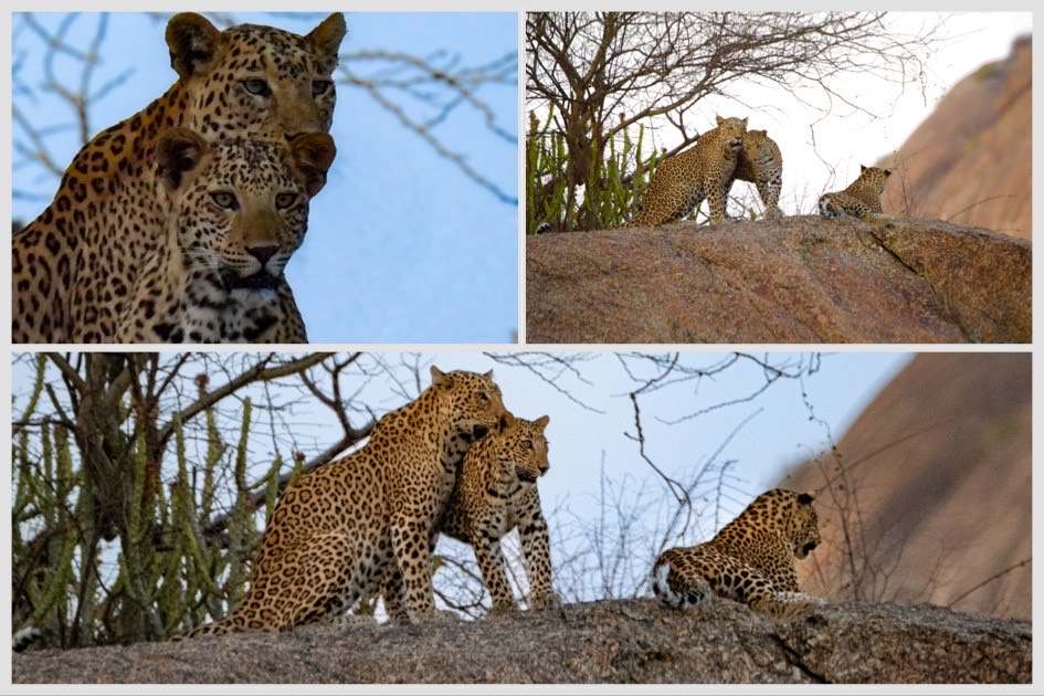 Jawai Leopard Safari