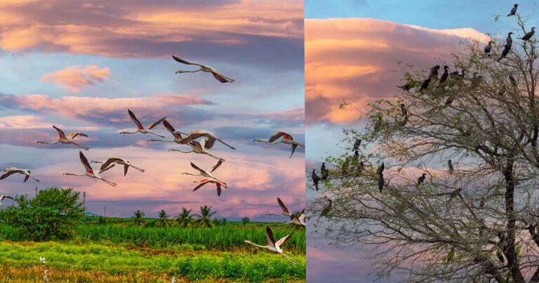 Bhigwan Bird Sanctuary