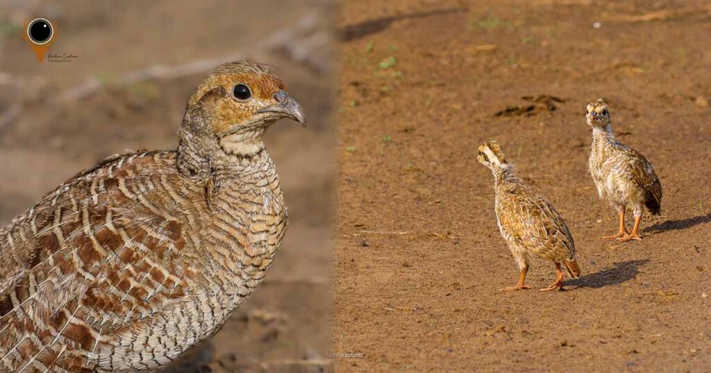 Grey Francolin