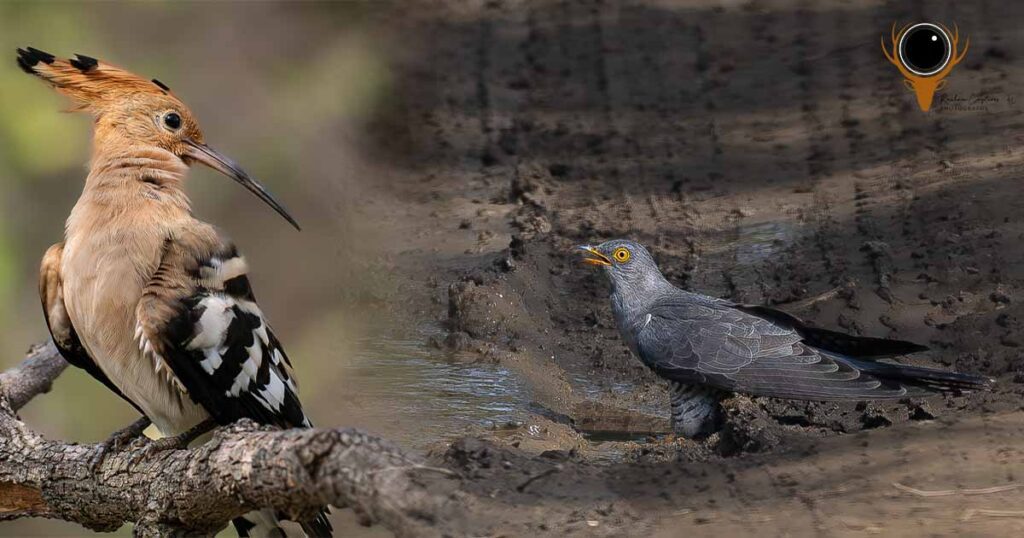 Sariska Tiger Reserve
