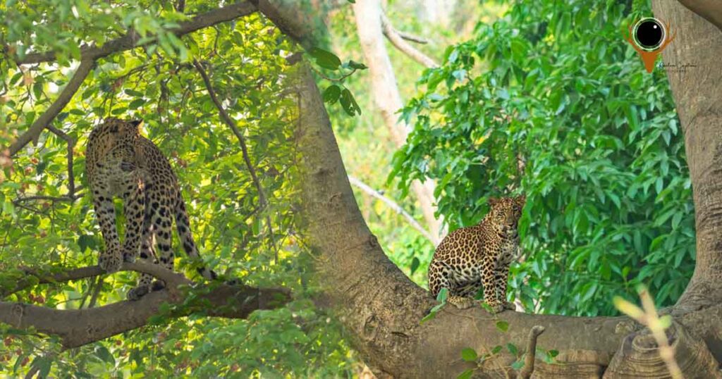 Leopard cubs