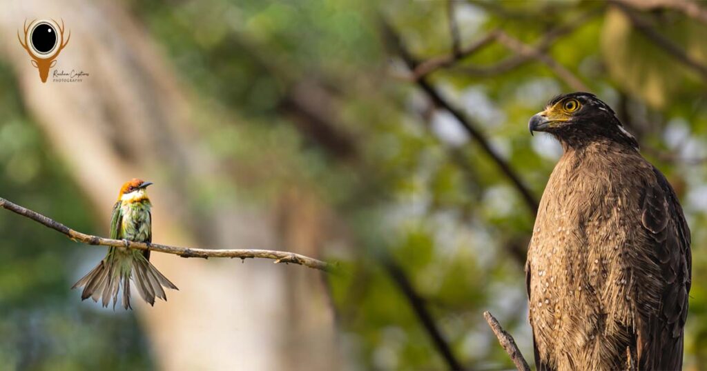 Brown Headed Bee-eater & Crested Serpent Eagle