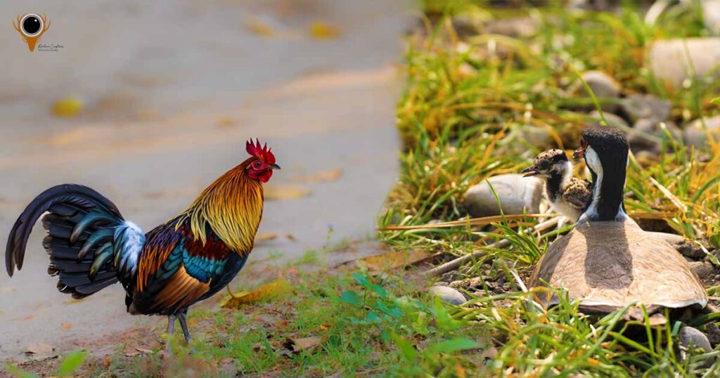 JungleFowl and Red wetted Lapwing with baby