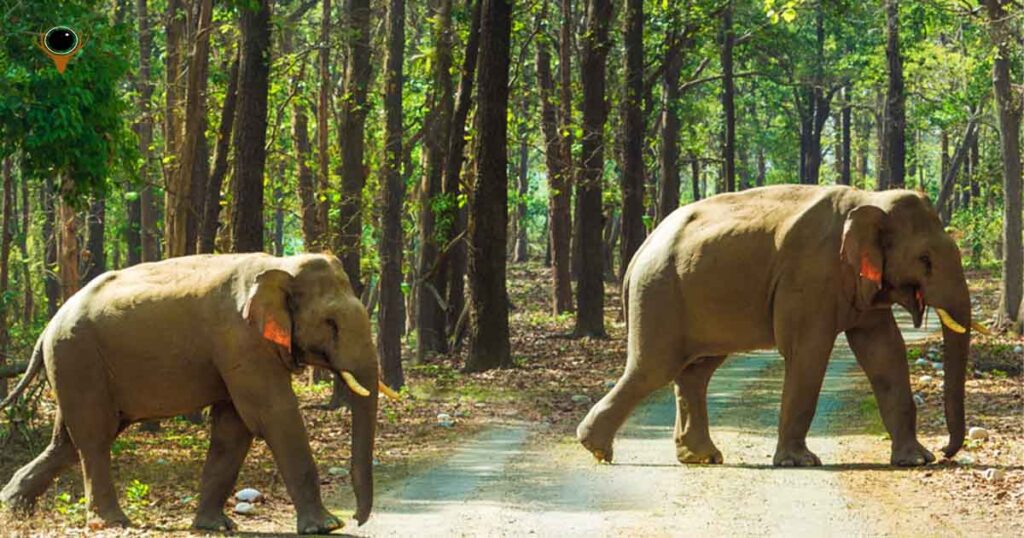 Tusker 