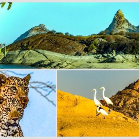 Jawai Leopard Safari