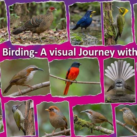Firefly_Gemini Flash_all images of khalij pheasant male n female, blue whistling thrush,, greater yellow n 175203