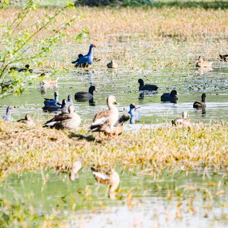 has-Greylag-Goose-in-grame-alongwith