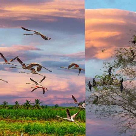 Bhigwan Bird Sanctuary