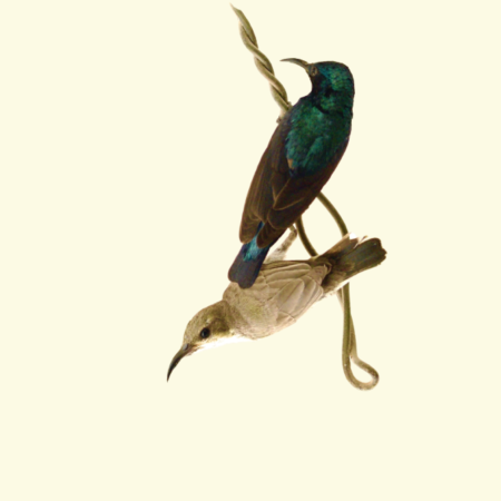 thumbnail - Sunbird